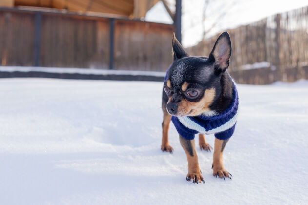 狗奇瓦瓦在花园里散步雪吉娃娃穿着冬天的衣服在雪上快乐哺乳动物夹克