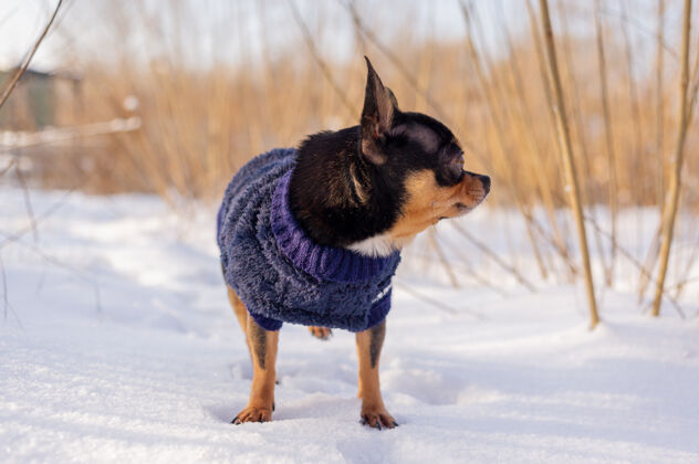 寒冷奇瓦瓦在花园里散步雪吉娃娃穿着冬天的衣服在雪上冬天雪宠物