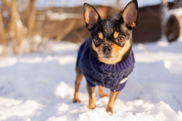 有趣奇瓦瓦在花园里散步雪吉娃娃穿着冬天的衣服在雪上年轻小狗品种