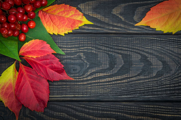 季节红色的viburnum浆果和黑色木板上的秋叶老自然植物