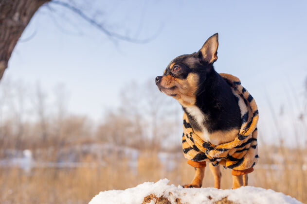 漂亮寒风中的小狗夹克冬天吉娃娃穿着冬天的衣服在雪上血统纯种自然
