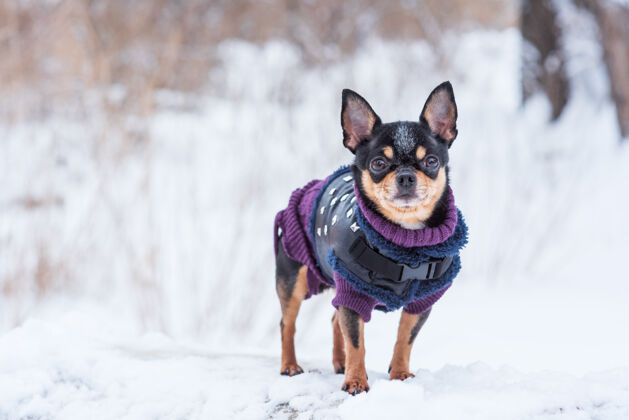 服装寒风中的小狗夹克冬天吉娃娃穿着冬天的衣服在雪上小衣服宠物