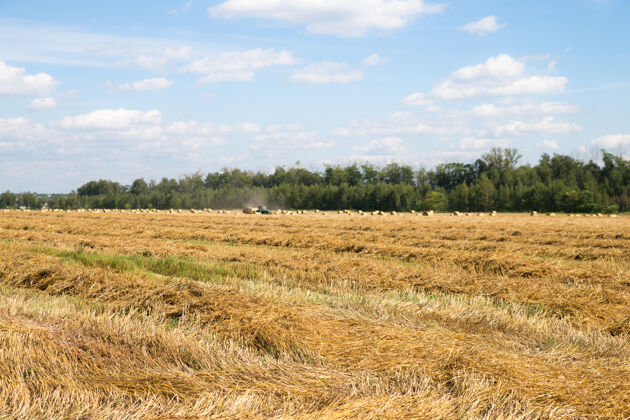 经济在地里割麦草农民草地田地