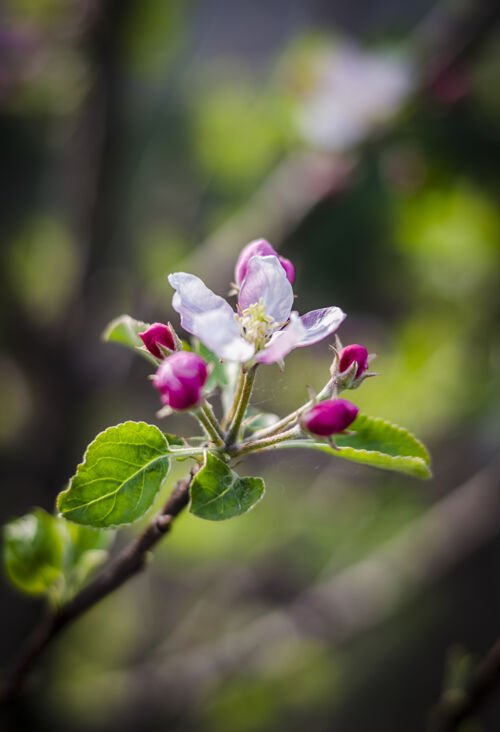 新鲜春天 苹果树的枝头开花了自然花瓣生命
