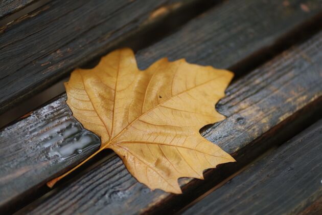 树叶公园长椅上的落叶对比季节长凳