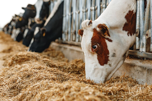 牲畜奶牛站在摊位上吃干草家养养殖牛肉