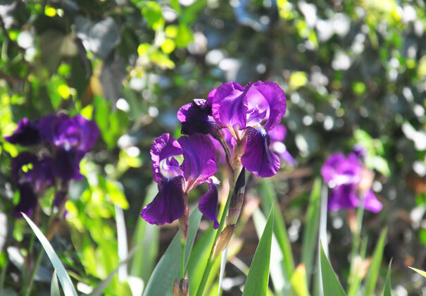 紫色花紫色的蝴蝶花在春天阳光明媚的花园里薰衣草鸢尾新鲜