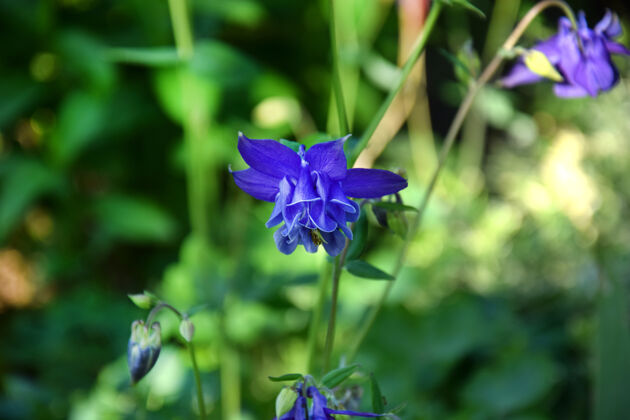 公园春天花园里的紫薇花美丽特写丁香