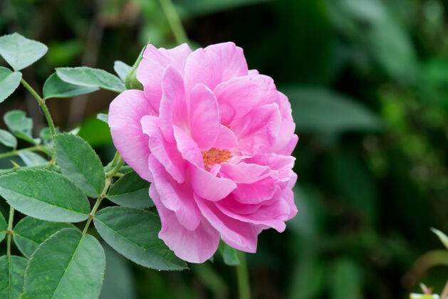 花园树上和自然背景上的锦缎玫瑰花香水草药香水