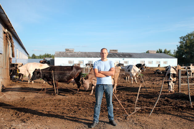牛肉农夫在农场里和奶牛一起干活蔬菜角农场