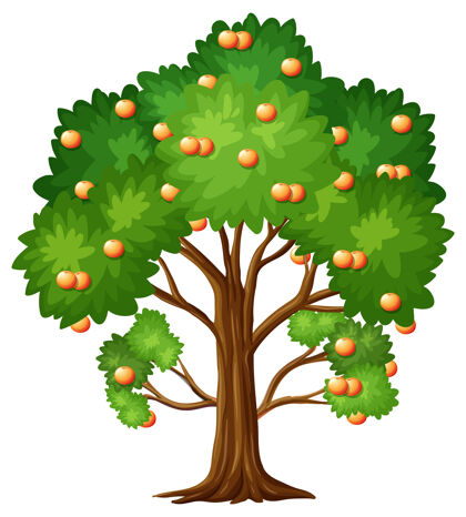 空白卡通风格的橙色果树隔离在白色上卡通树暖