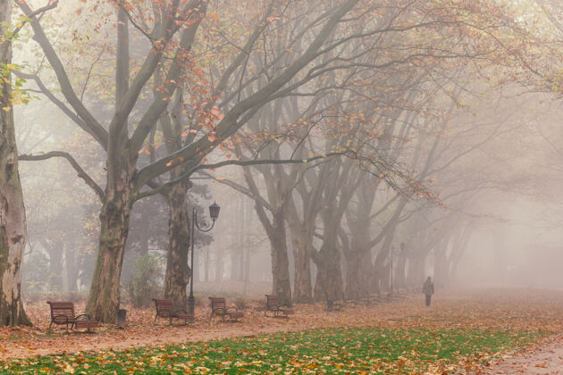 秋天美丽的斯特里斯基公园在秋天的迷雾景观阳光自然光束