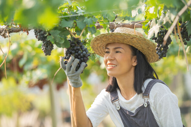 自然快乐的微笑欢快的葡萄园女穿着工作服和农家礼服草帽收获幼嫩一