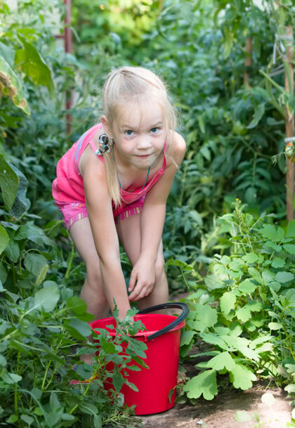 农场菜园——采摘熟番茄的小女孩肖像婴儿花园