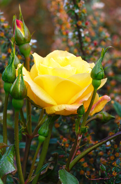 花朵春黄玫瑰特写特写季节花