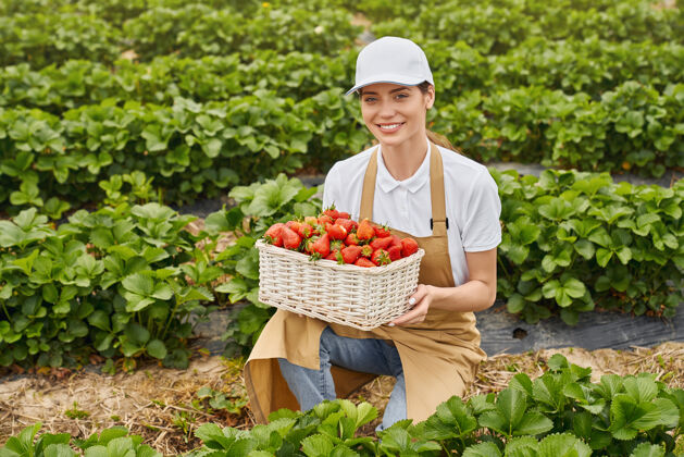 温室一个女人蹲在温室里 手里拿着一篮草莓种植农业成熟