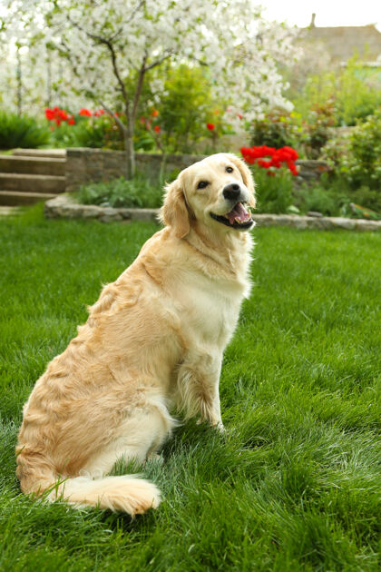 毛皮可爱的拉布拉多坐在绿色的草地上 户外狗漂亮明亮