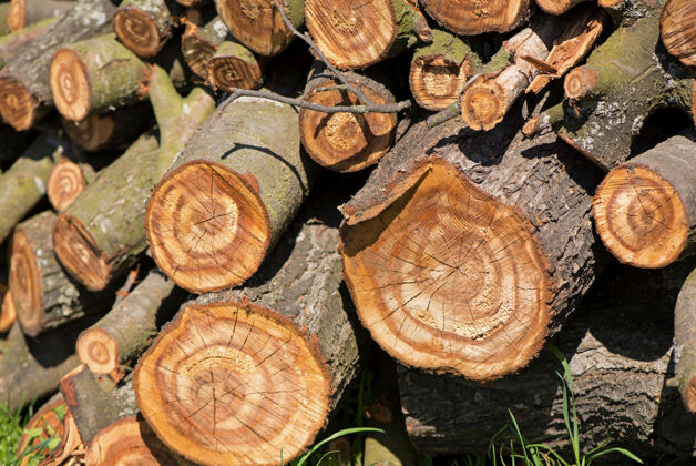 背景一个剖切的树木特写显示与锯末部分掩盖它裂缝树皮伤口