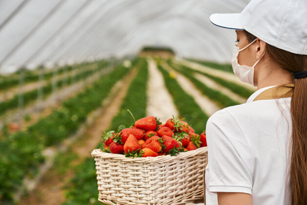 围裙戴着医用口罩的女人手里拿着装草莓的篮子雌性季节农业