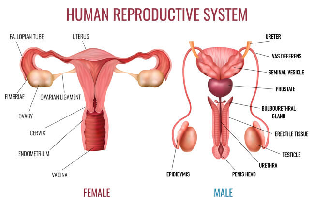 标签带有标签的男性和女性人类生殖系统的真实集合部分生殖现实