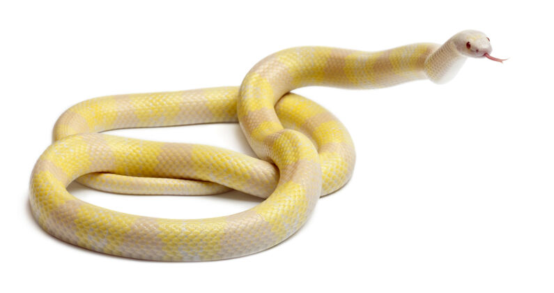 蛇雪黄色对比洪都拉斯牛奶蛇煌斑岩洪都拉斯孤立野生动物爬行动物动物