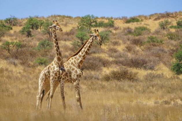 动物园白天在茂密的土地上与影子搏斗的长颈鹿特写长颈鹿二
