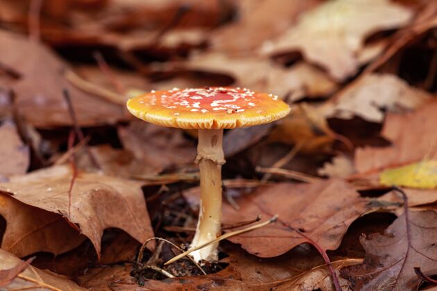 树叶黄色的蘑菇生长在落叶中环境森林花