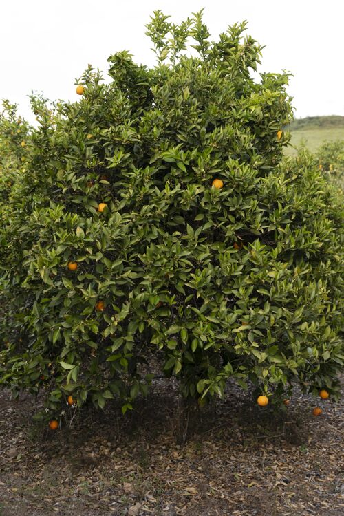 园艺美丽的橘子树 果实成熟健康水果柑橘