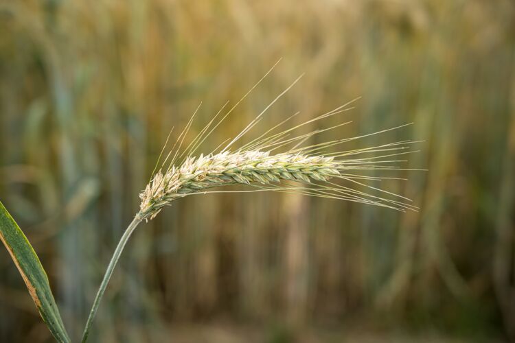生长选择焦点拍摄一个单一的大麦植物背后的领域作物纤维花园