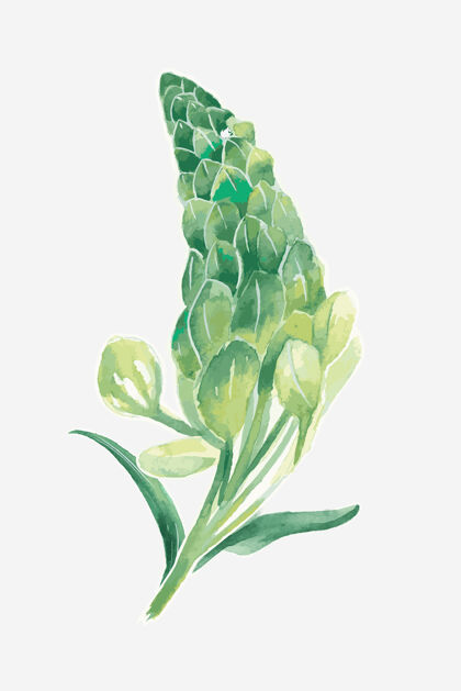 美丽绿色羽扇豆花绘图元素图形植物叶热带