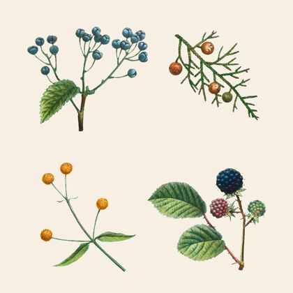 设置复古植物集手绘插图浆果收集自然