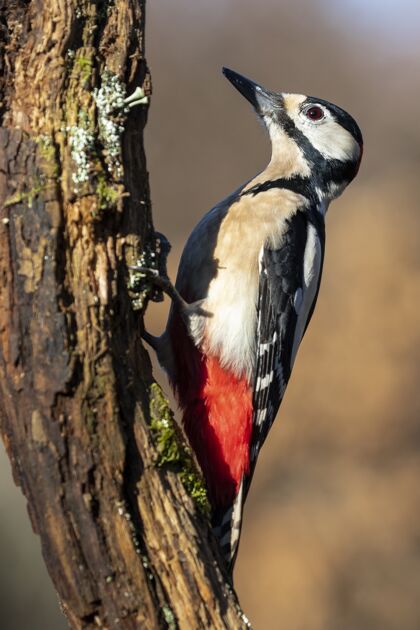 小一只美丽的黑 白 红啄木鸟在树干上的垂直镜头栖息鸣鸟鸟类