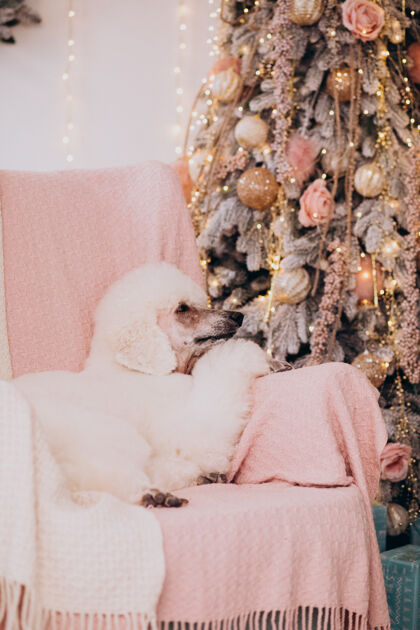 狮子狗坐在圣诞树旁的白色卷毛狗家庭蓬松狮子狗小狗