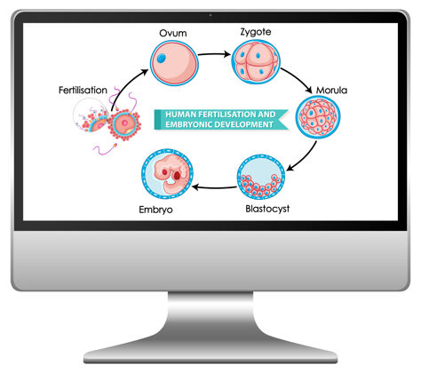 屏幕人类受精和胚胎发育教育科学技术