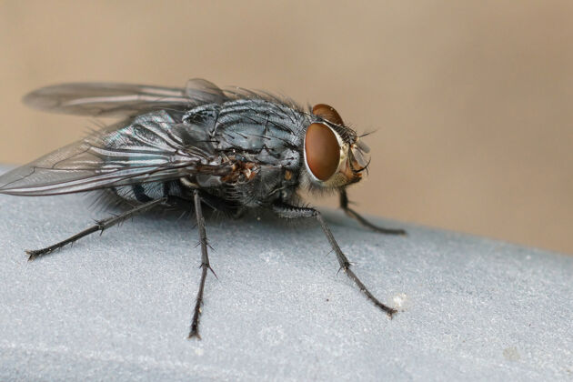 大自然最常见的蓝獭苍蝇之一的特写镜头苍蝇野生动物特写