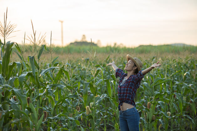 有机快乐的女人在田里享受生活 美丽的晨曦在玉米地上升起绿色的玉米地在农业园里 阳光在晚山的背景下照耀着夕阳农田人叶子