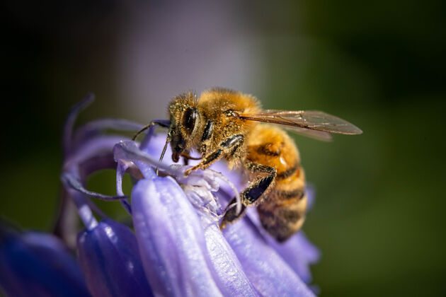 花粉大黄蜂在紫色花朵上的宏镜头模糊动物翅膀