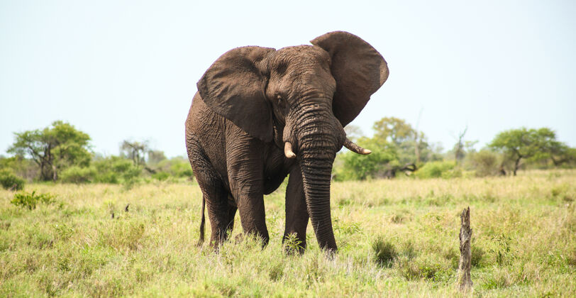 土地南非草地上的一头雄伟的大象非洲南方自然