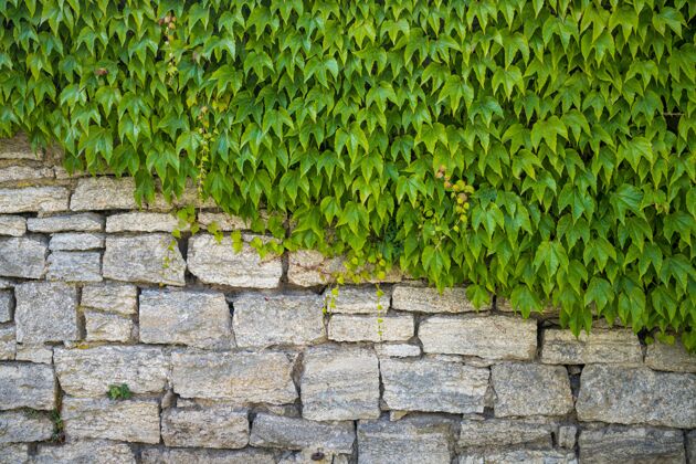 结构绿叶斜盖着半堵石墙砖树抽象