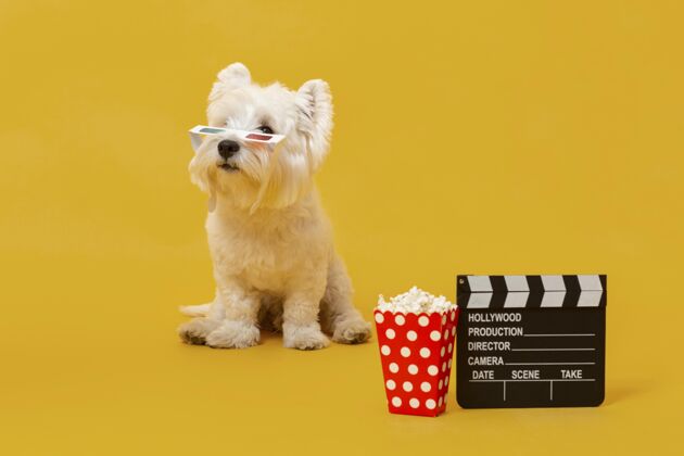 毛茸茸的可爱的小狗与电影元素可爱可爱狗