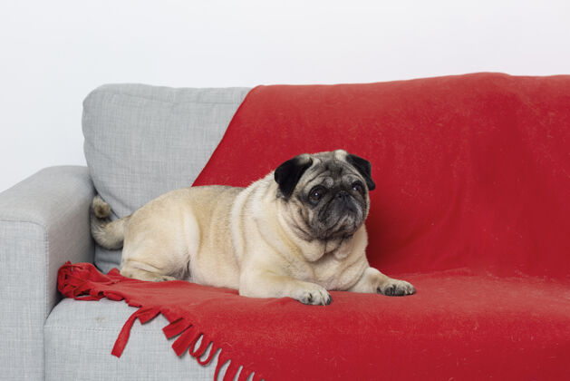 毛皮沙发上可爱的小狗毛茸茸的狗动物