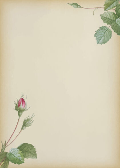 空双苔藓玫瑰米色背景背景花装饰