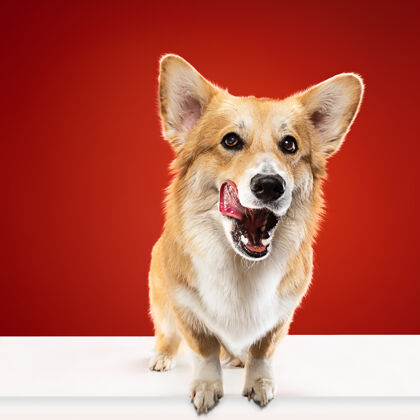 毛皮想要好吃的东西威尔士柯基彭布罗克小狗摆姿势可爱的毛茸茸的小狗或宠物是坐在红色背景孤立工作室照片负空间插入您的文字或图像科尔吉狗毛茸茸的