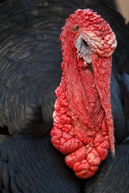 火鸡一只火鸡胸像的特写镜头 上面有红色的粘液和黑色的羽毛肖像雄性特写