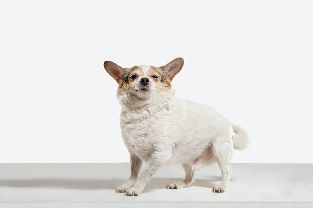 狗奇瓦瓦宠物狗摆姿势可爱好玩的奶油棕色小狗或宠物玩白色工作室背景孤立概念的运动 动作 运动 宠物的爱看起来快乐 高兴 有趣小狗毛发纯种