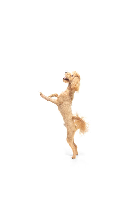 动作跳跃有趣的卷毛狗隔离在白色工作室背景与复制空间行动 运动 宠物爱的概念纯种家养狗运动和快乐朋友可爱小