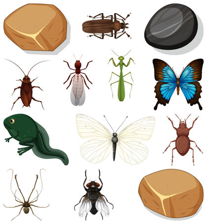 飞行不同种类的昆虫与自然元素石头可爱昆虫