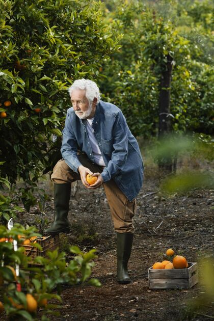 自然站在橘子树旁的老人有机花园水果