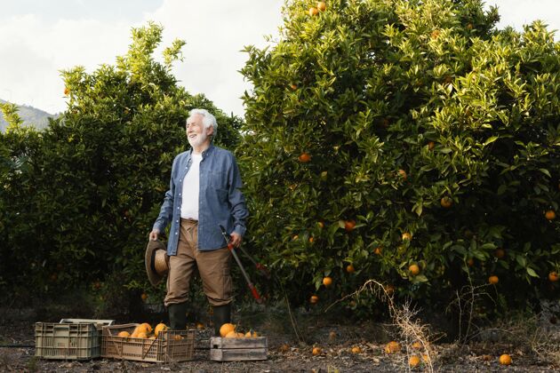 树木老前辈一个人收割橘子树柑橘花园收获