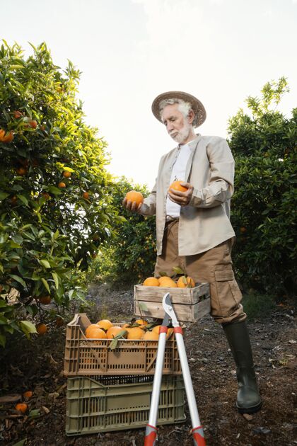 水果站在橘子树旁的老人多汁美味新鲜